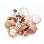 varietà di funghi